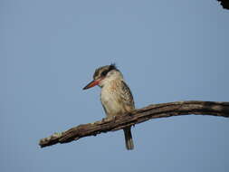 Image of Striped Kingfisher