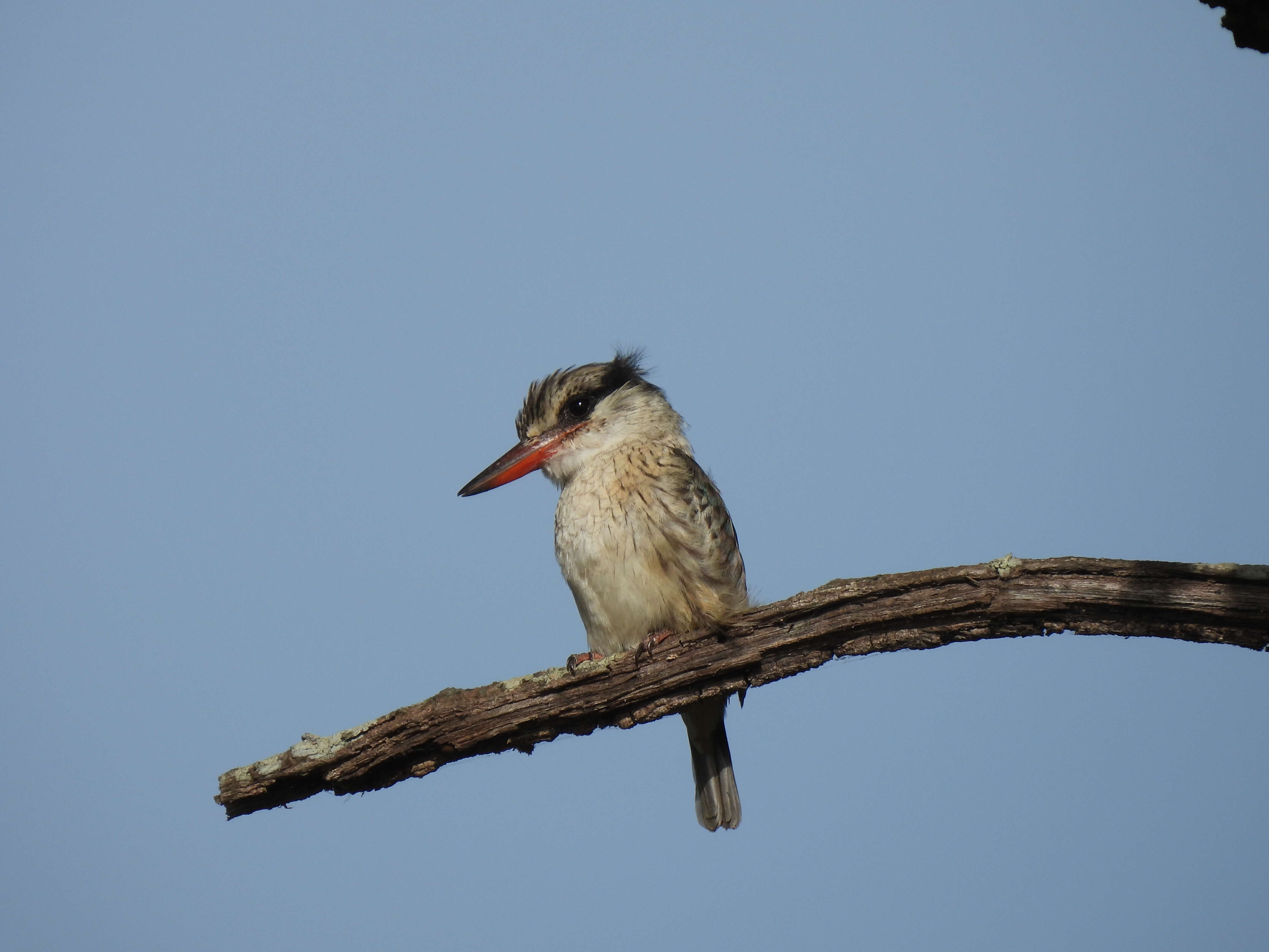 Image of Striped Kingfisher