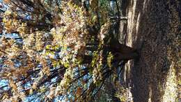 Imagem de Zelkova serrata (Thunb.) Makino