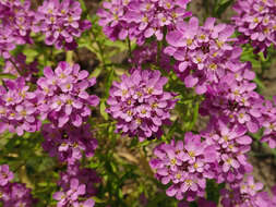 Plancia ëd Iberis umbellata L.