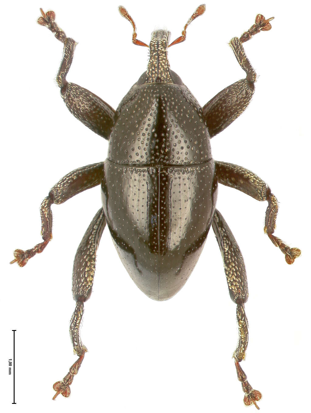 Image of Trigonopterus