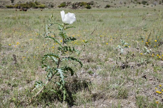 Image of southwestern pricklypoppy