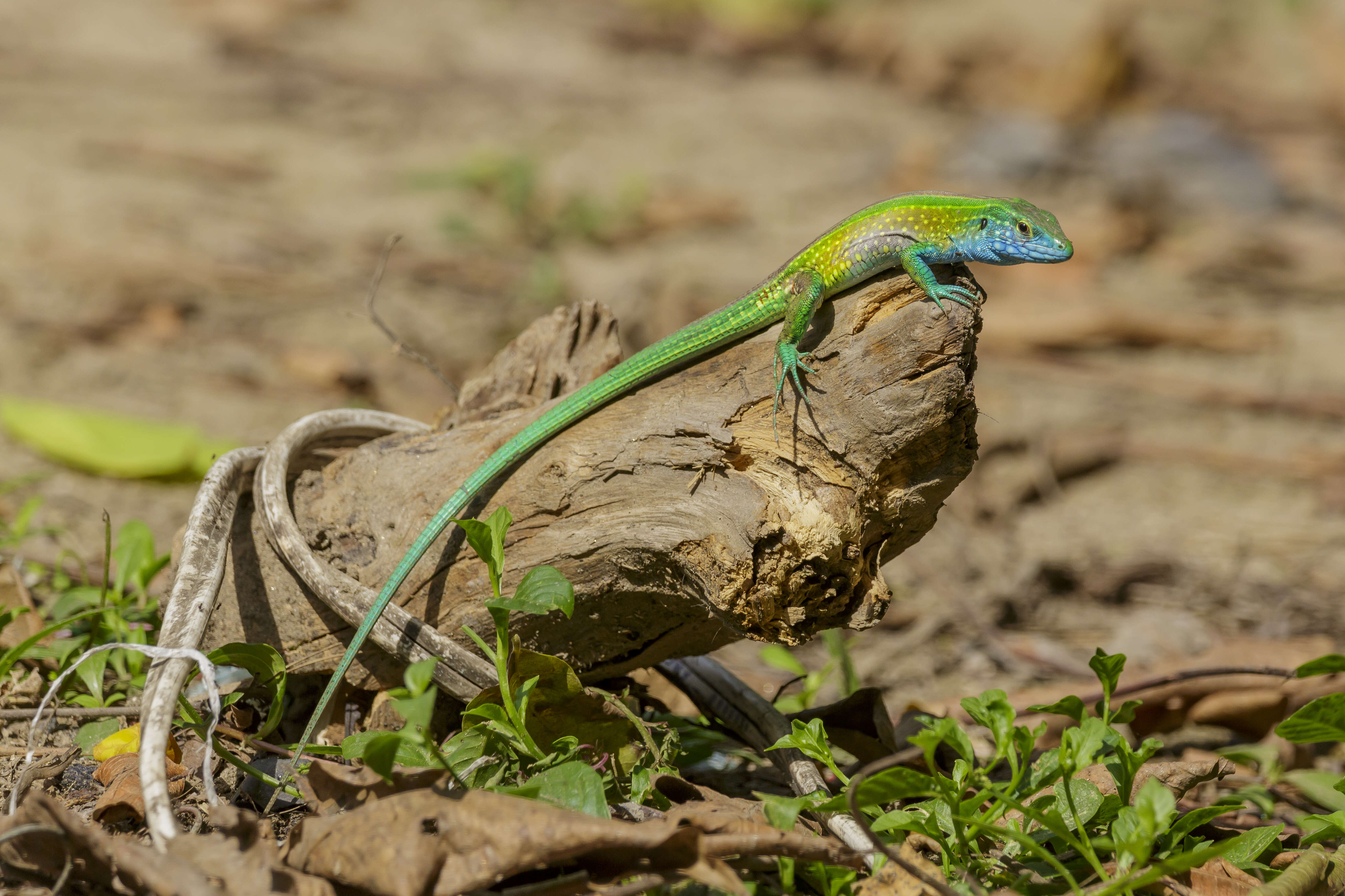 Image of Rainbow Whiptail