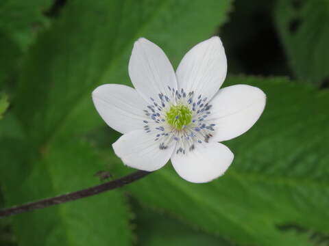 Image of <i>Anemone rivularis</i>