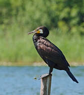 Image of Black Shag