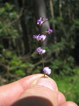 Image of Glycine clandestina Wendl.