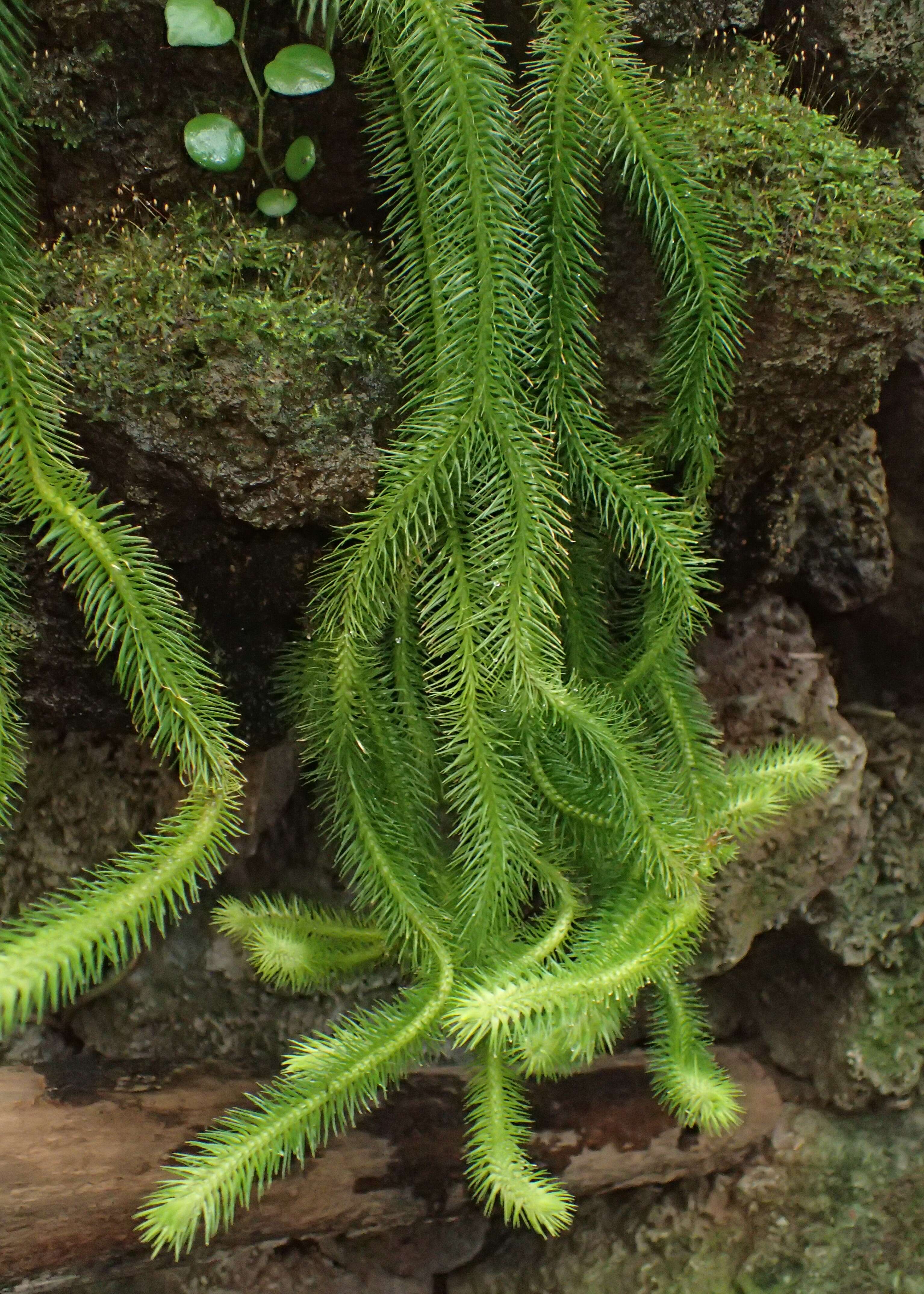 Image of rock tassel fern