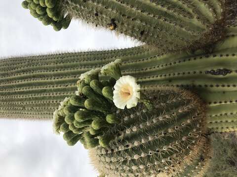 Image of saguaro