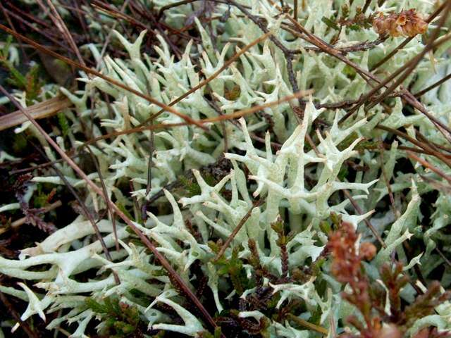 Image of Thorn cladonia