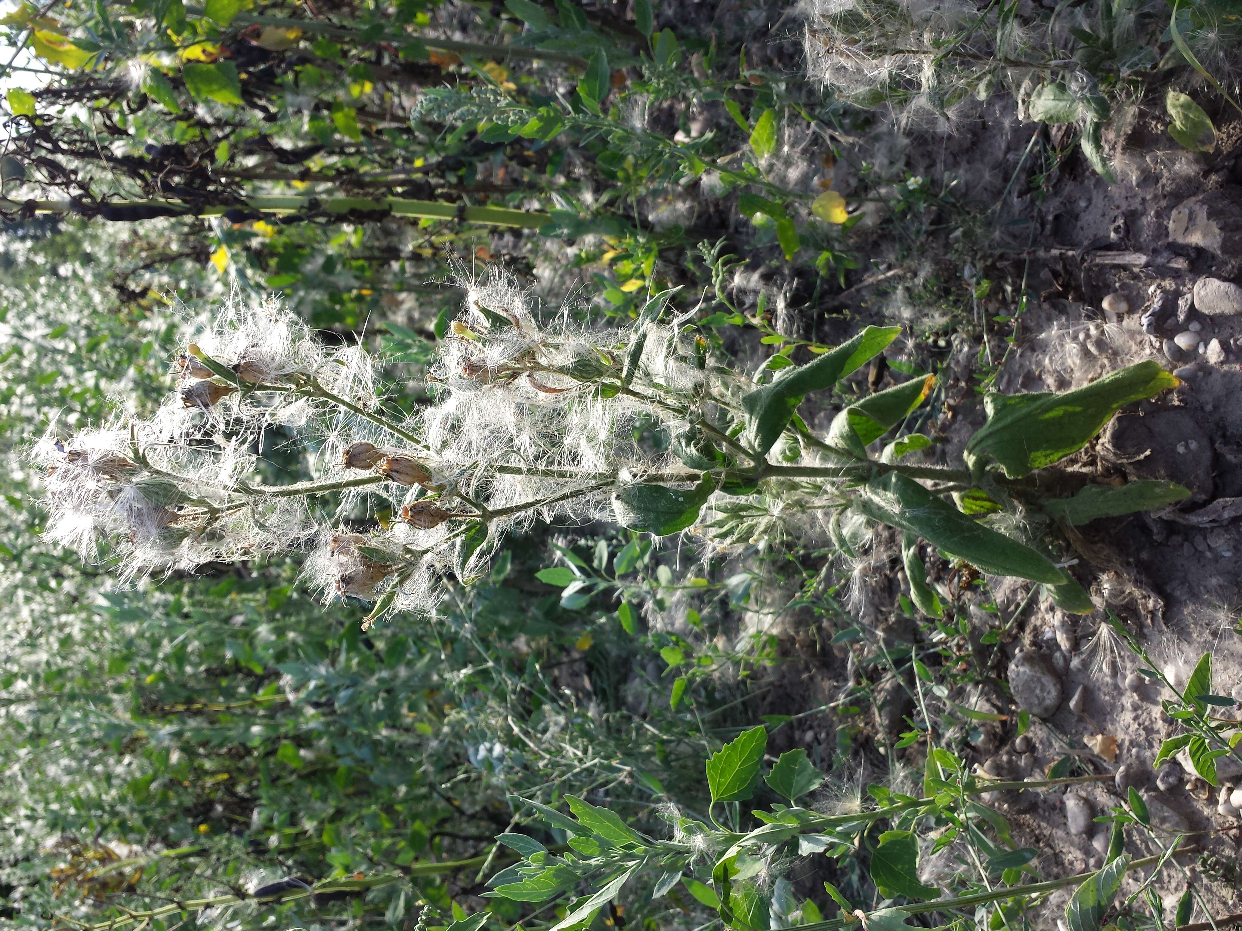 Imagem de Silene noctiflora L.