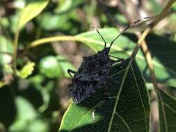 Image of stink bugs