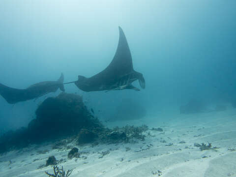 Image of Coastal Manta Ray