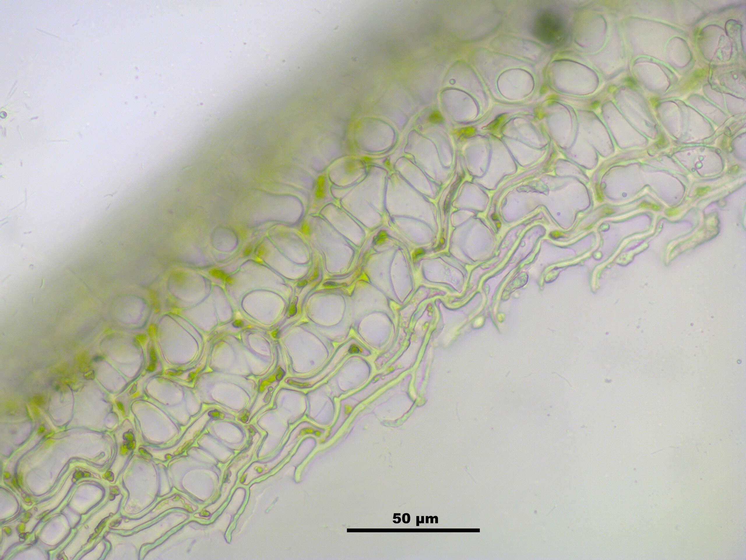 Sphagnum centrale C. E. O. Jensen 1896的圖片