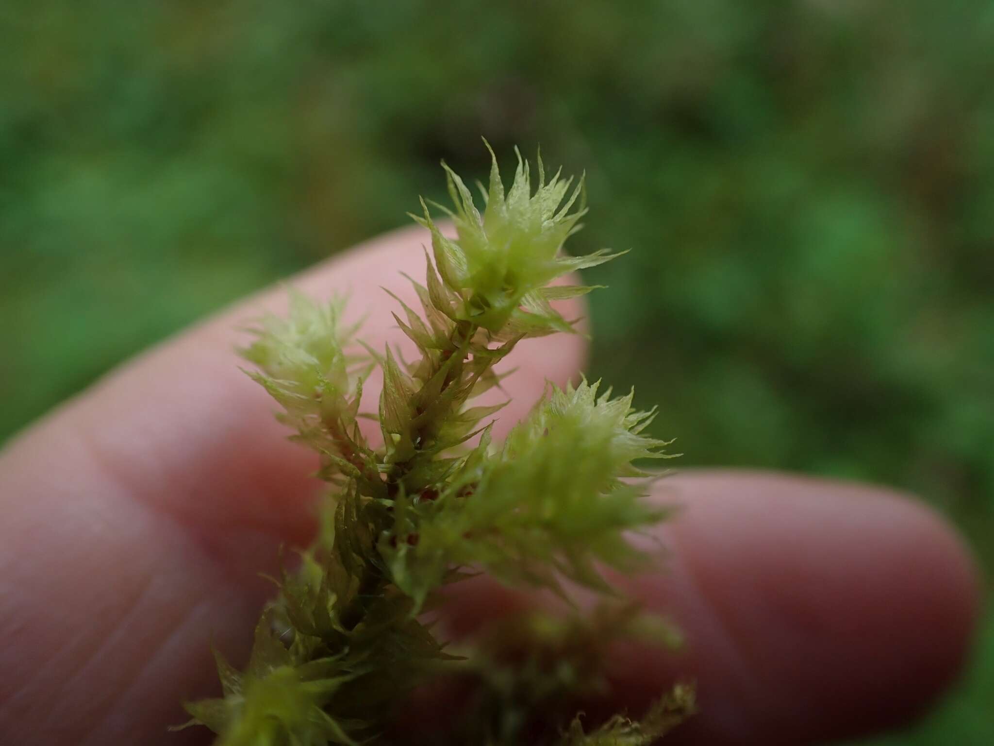 Image of Electrified Cat's Tail Moss