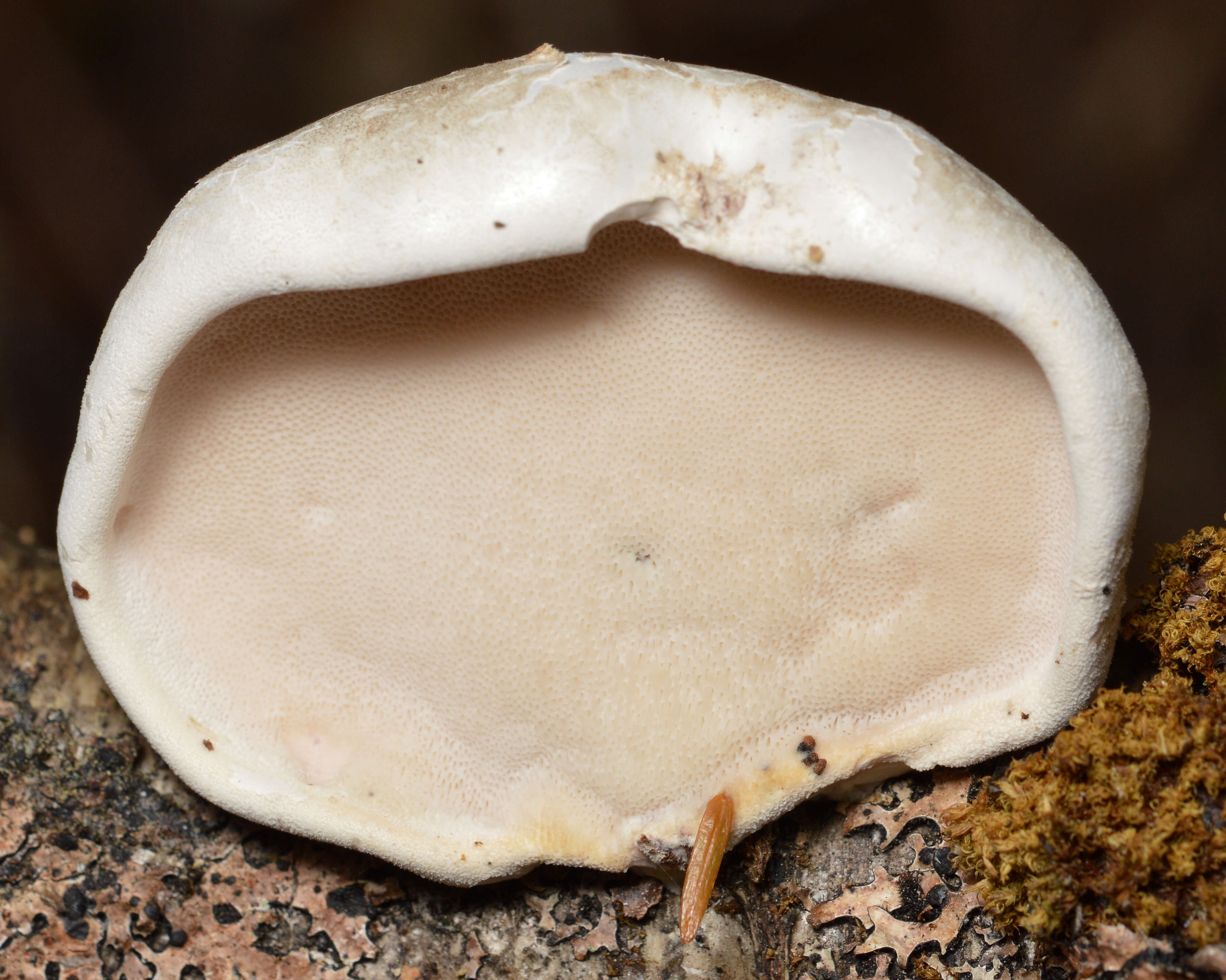 Image of birch polypore