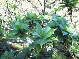 Imagem de Scaevola chamissoniana Gaud.