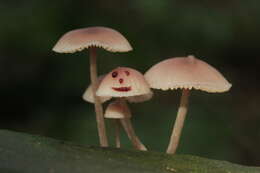 Image of Mycena haematopus (Pers.) P. Kumm. 1871