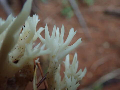 Image of Clavulina coralloides (L.) J. Schröt. 1888