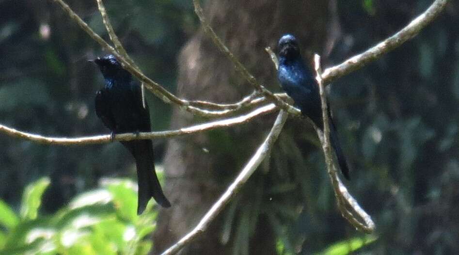 Image of Fork-tailed Drongo-Cuckoo