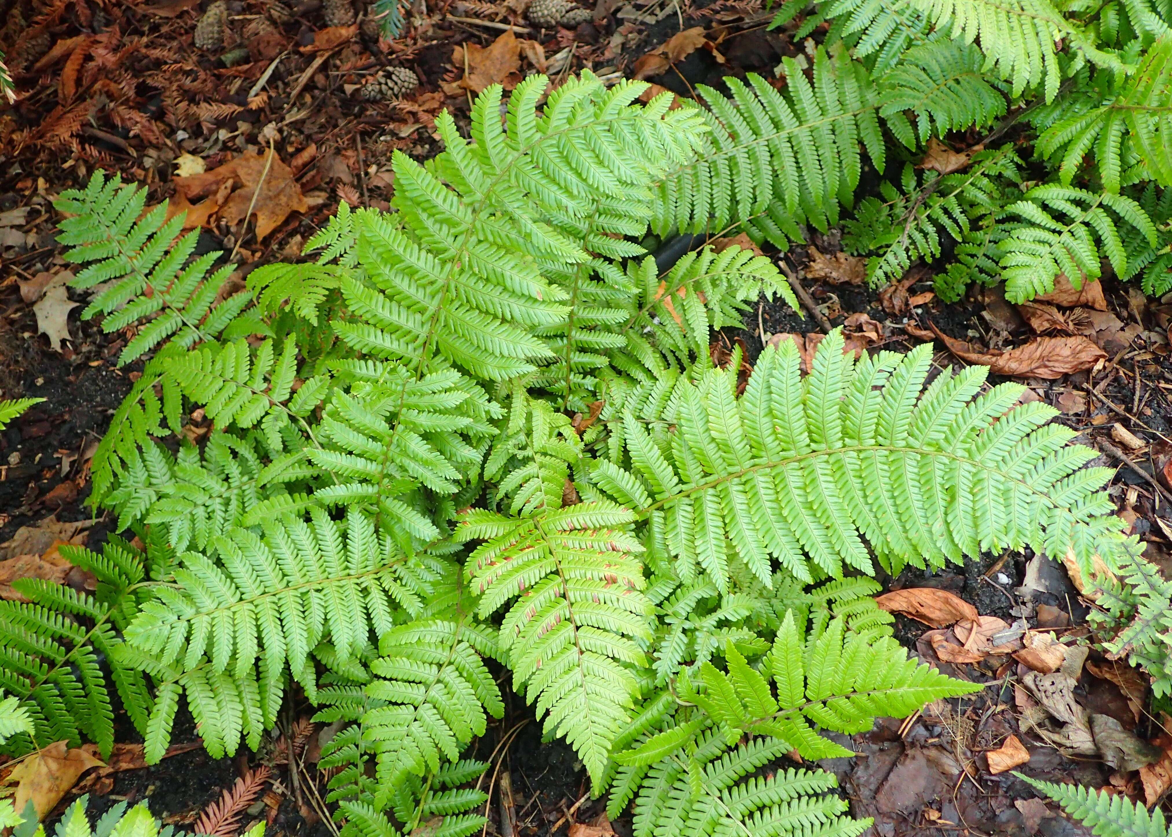 Image of Dryopteris crassirhizoma Nakai