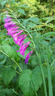 Image of Turkish Marsh Gladiolus