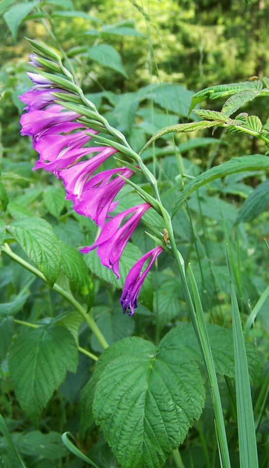 Image of Turkish Marsh Gladiolus