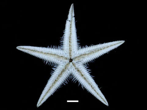 Image of Astropecten armatus Gray 1840