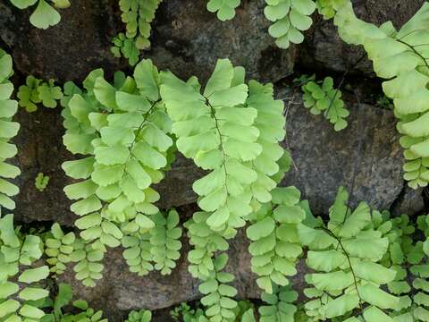 Image of Adiantum philippense L.