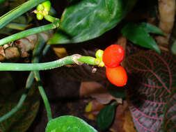 Image of Aglaonema costatum N. E. Br.