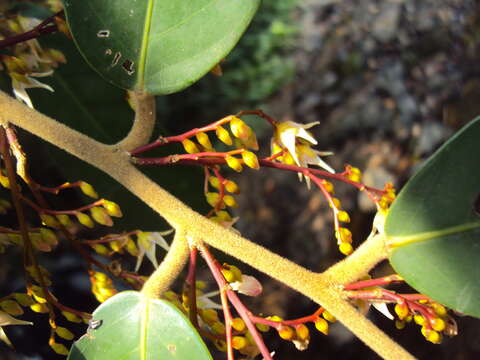 Image of Hopea ponga (Dennst.) D. J. Mabberley