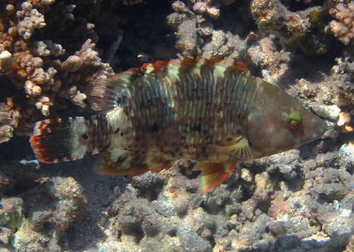 Image of Maori Wrasse