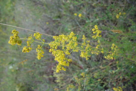 Image of Lady's Bedstraw