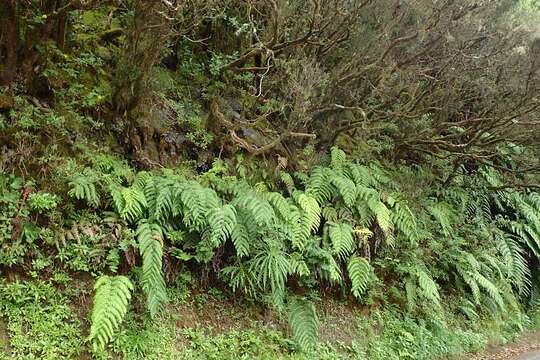 Image of rooting chainfern