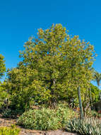 Image of Baobab