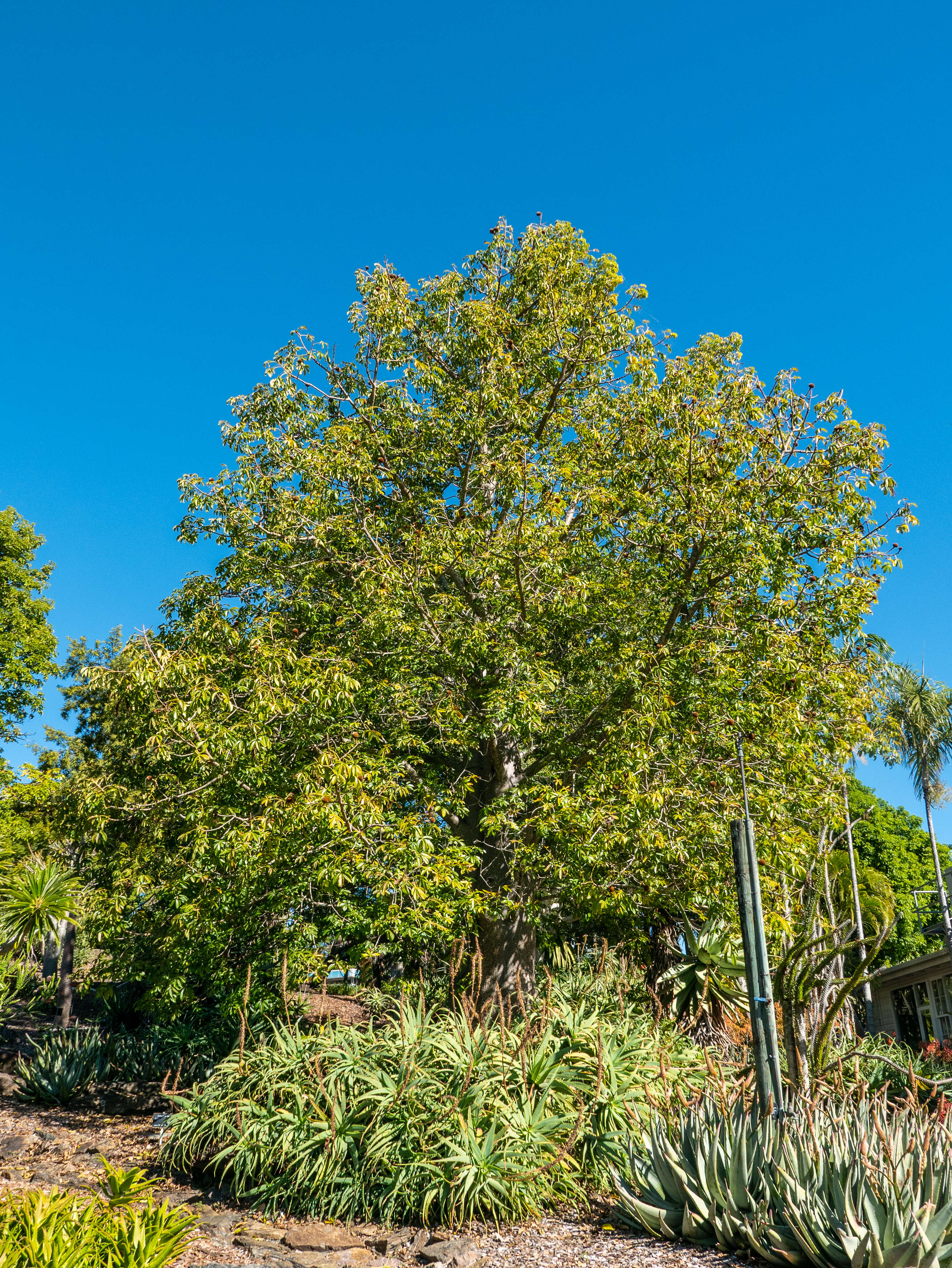 Image of Baobab