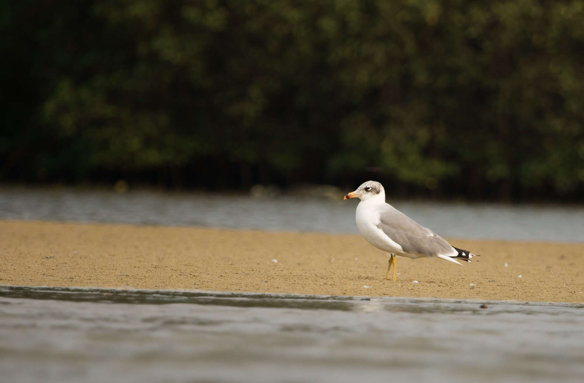 Image of Pallas's Gull