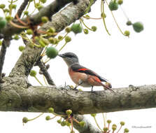 Image of Rosy Minivet