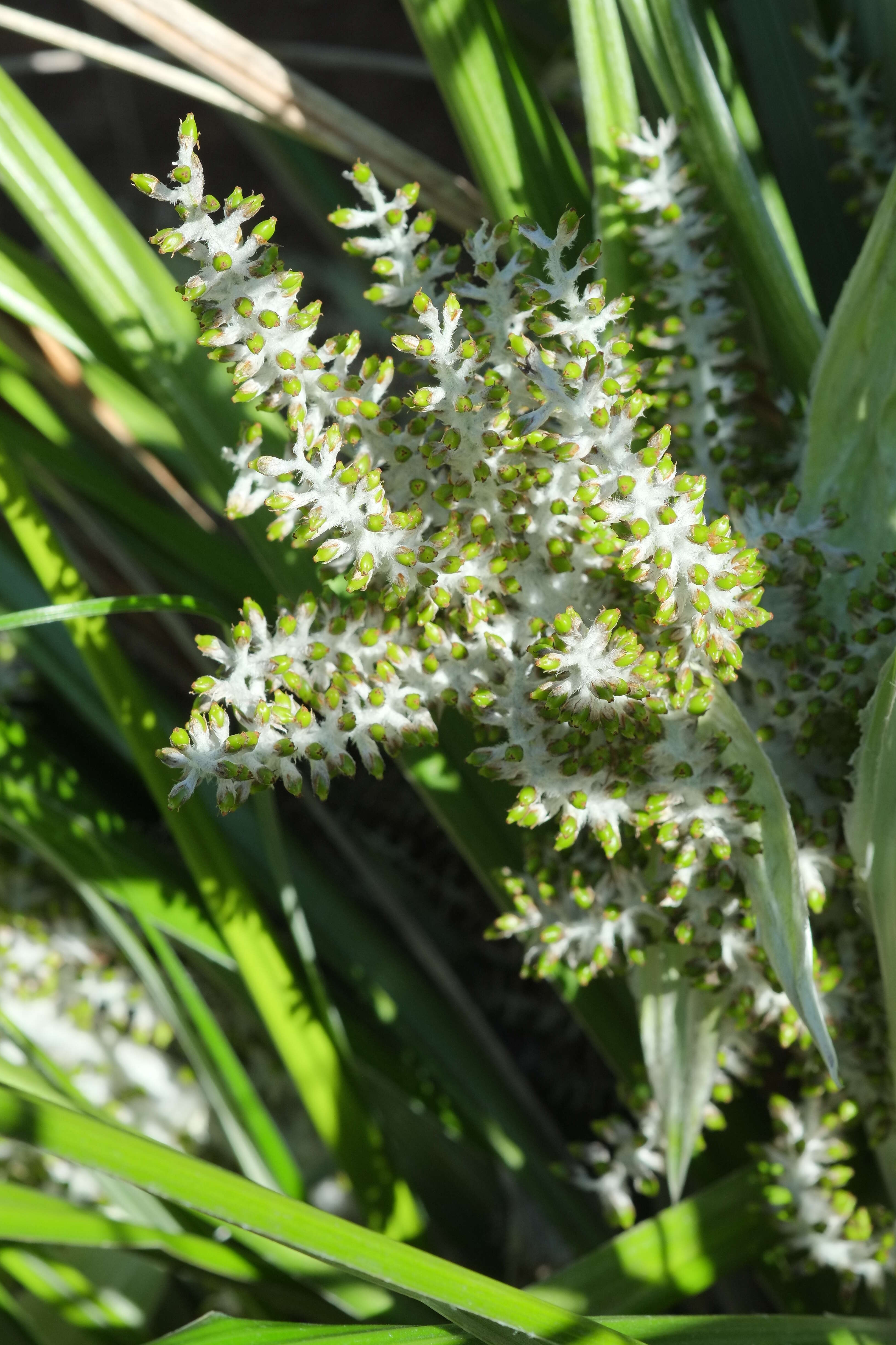 Astelia banksii A. Cunn.的圖片