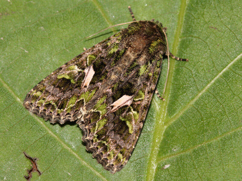 Image of orache moth