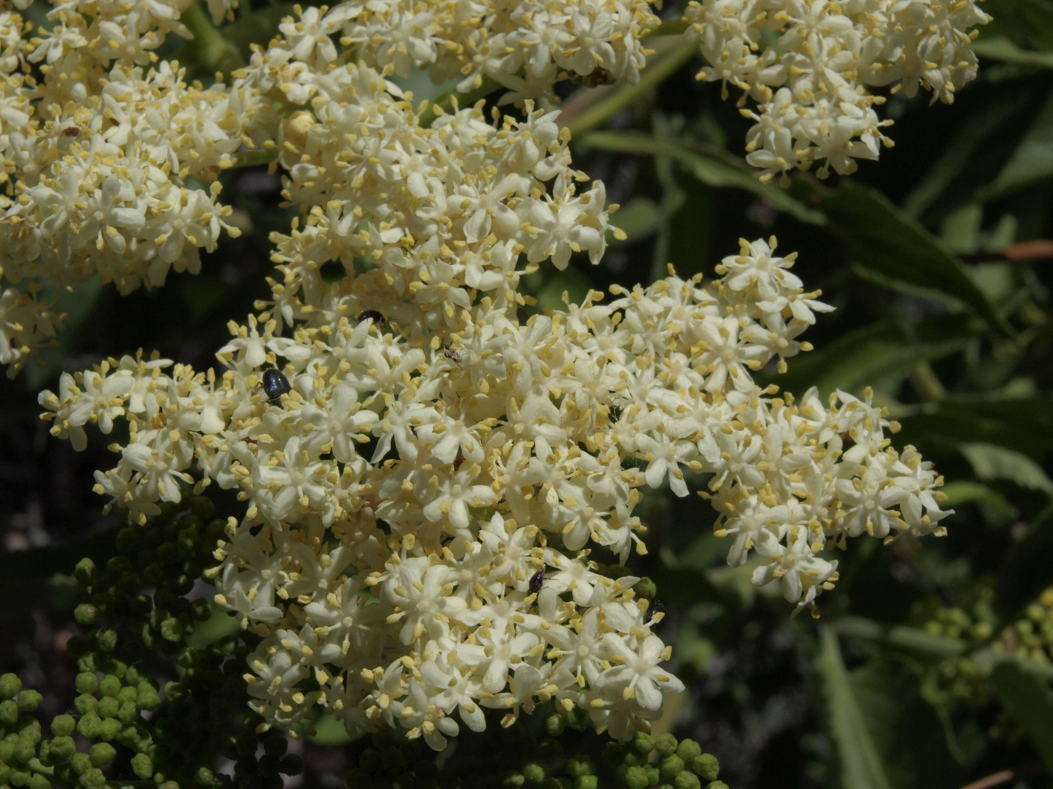 Image of Sambucus cerulea