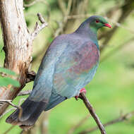 Image of Kererū