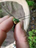 Image of Tiger Spiketail