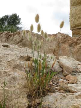 Image of harestail grass