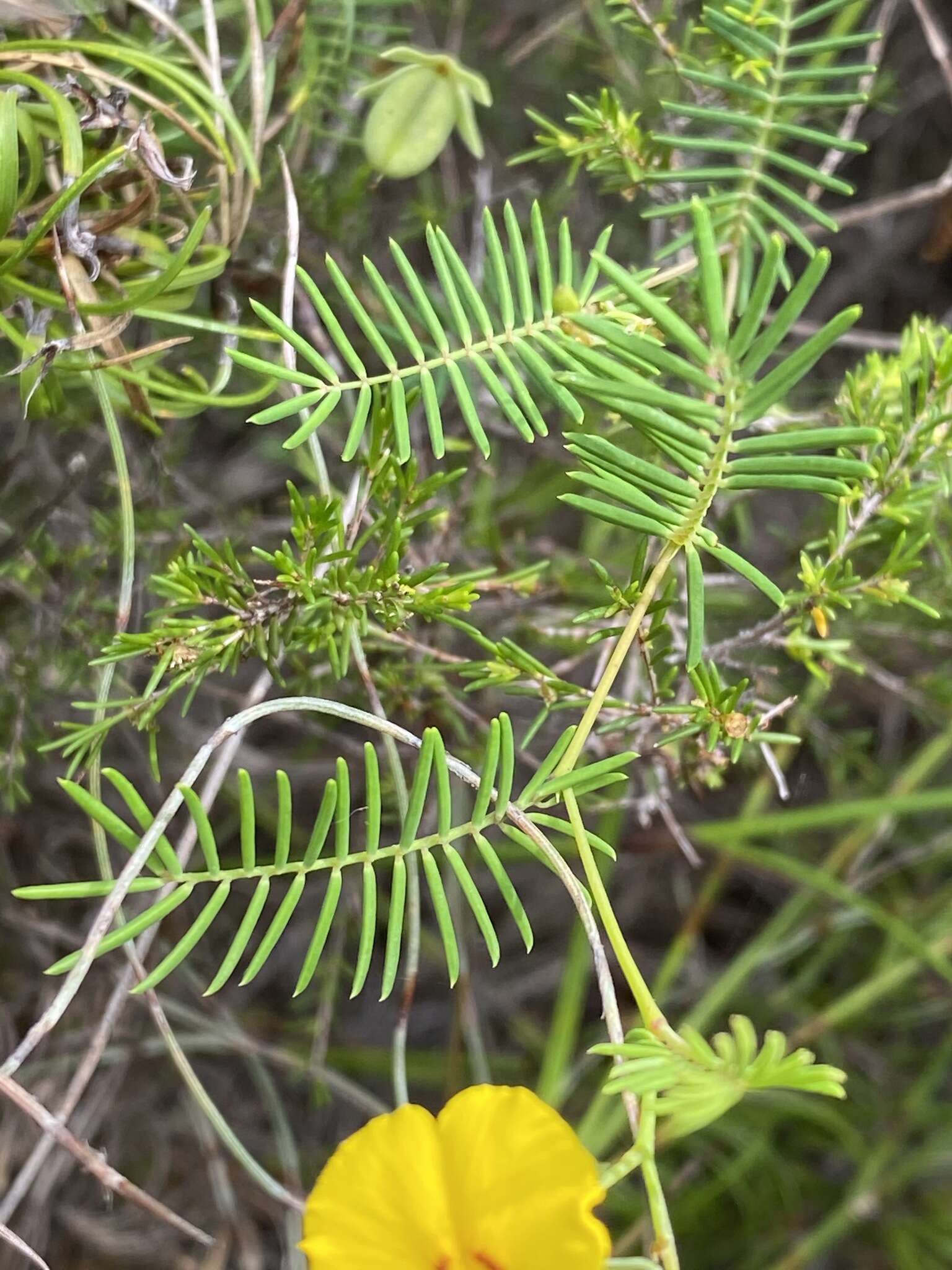 Слика од Gompholobium pinnatum Sm.