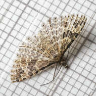 Image of twenty-plume moth