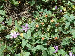 Image of high mallow