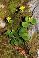 Image of arctic yellow violet