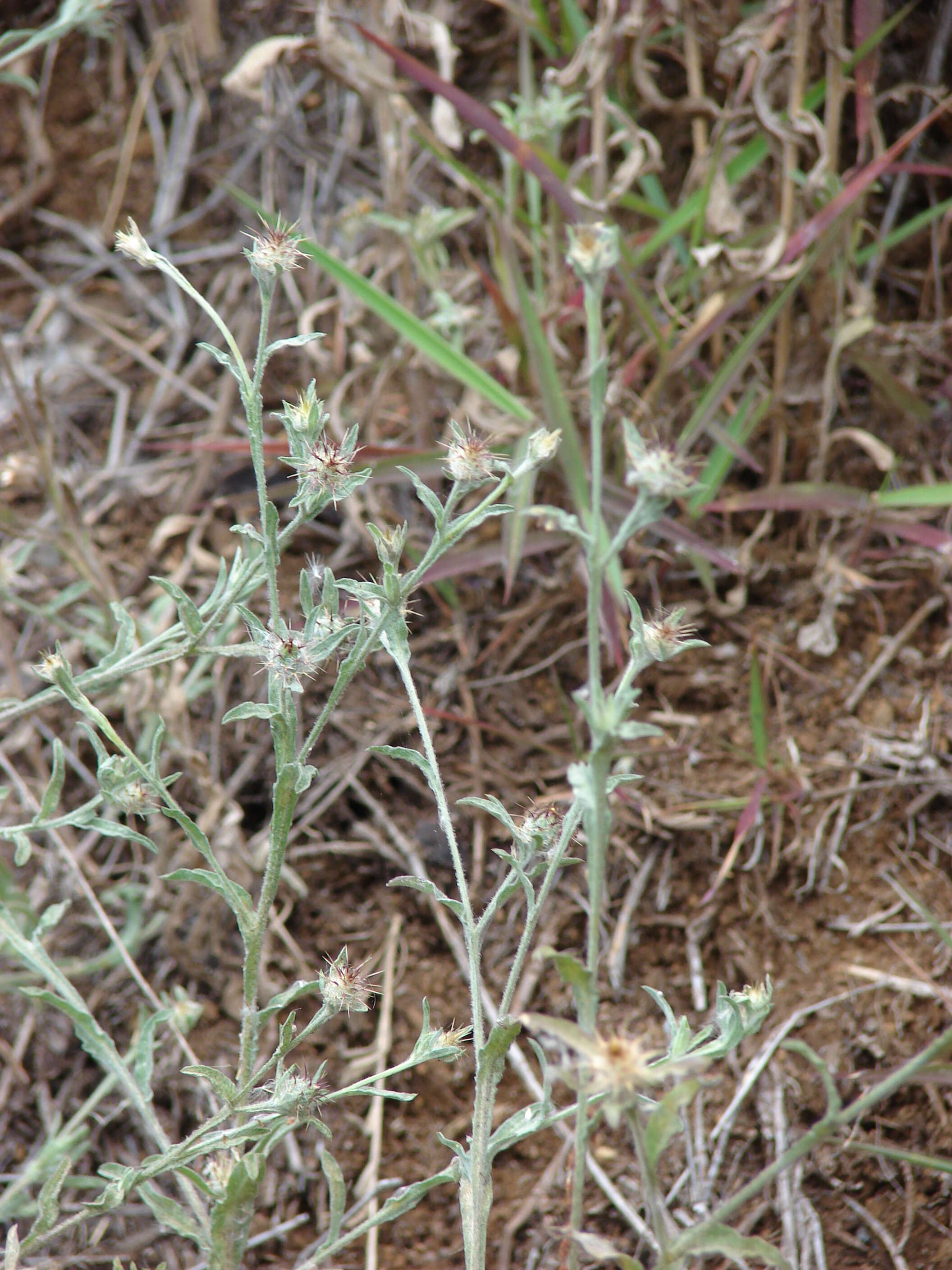 Imagem de Centaurea melitensis L.