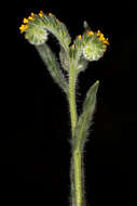 Image of Menzies' fiddleneck