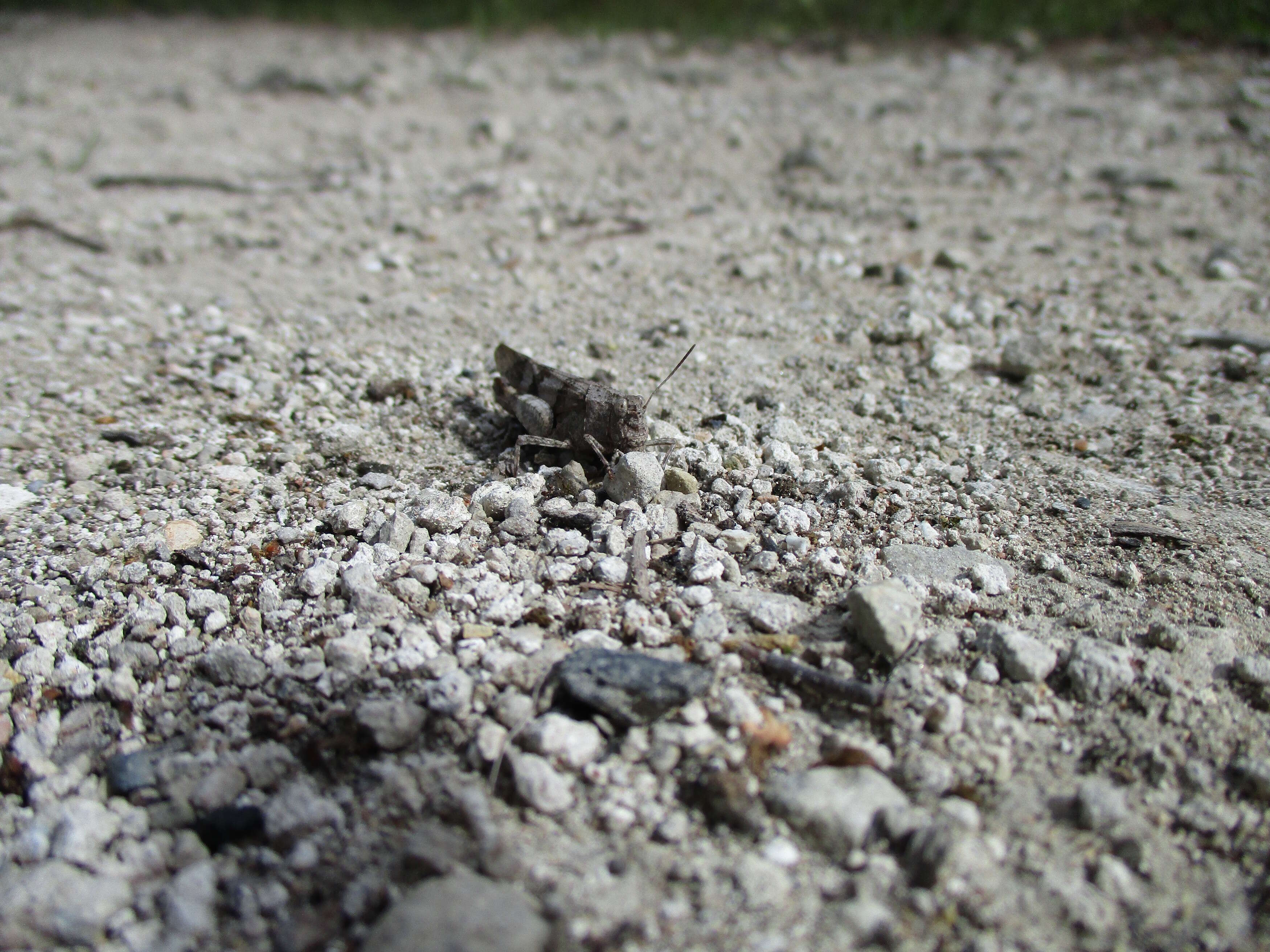 Image of blue-winged grasshopper